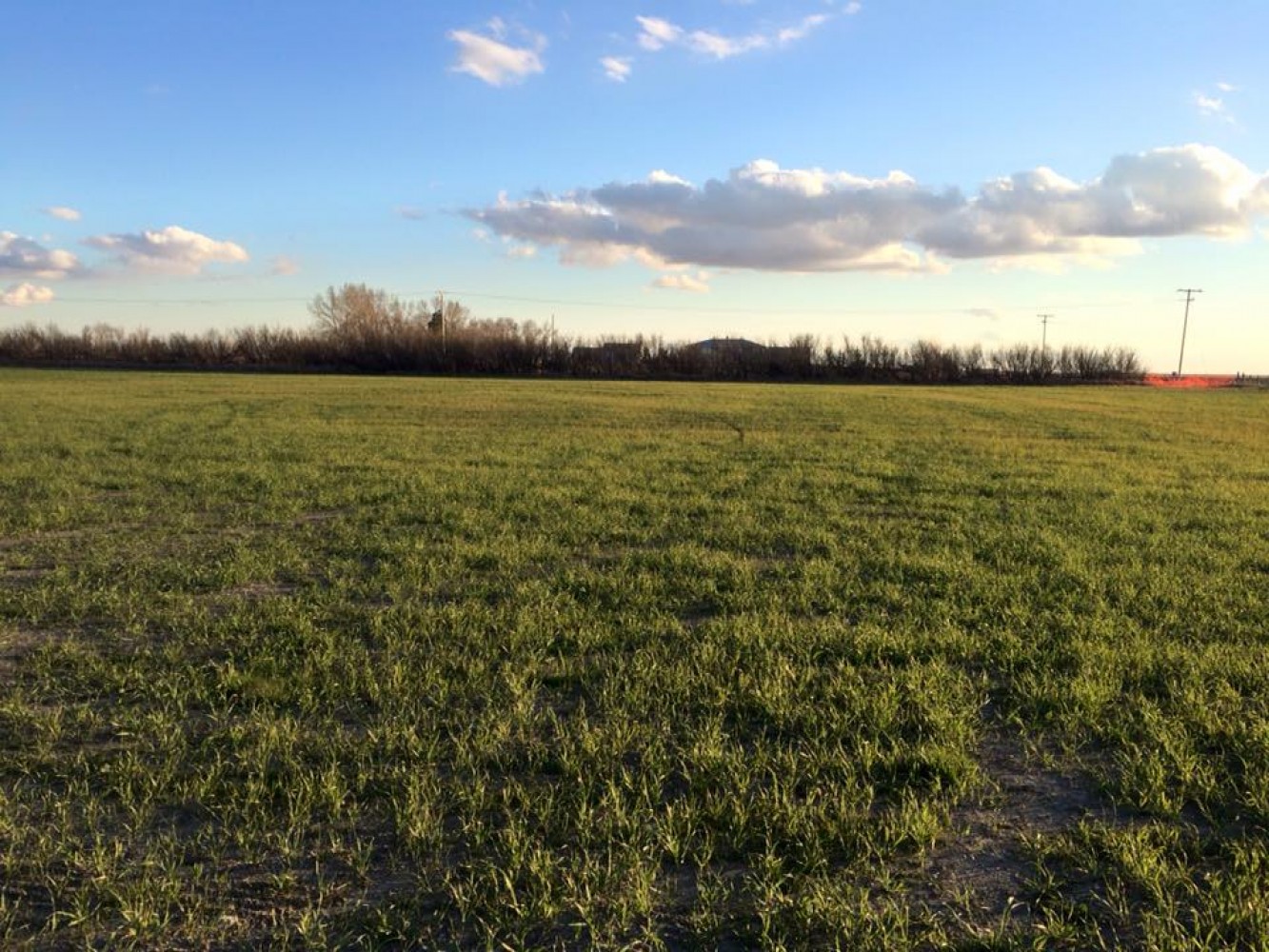 Cavaliers' new cricket field is starting to look like something! 