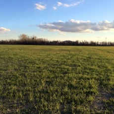 Cavaliers' new cricket field is starting to look like something!